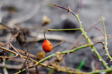 Blooming bud on rose flower, plant starting to bloom, stem with thorns, close-up Rose bud early in the spring fresh thorns on the stem Thorny prickly wild Dogs rose with a red berry. Selective focusの写真素材