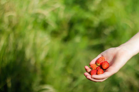 Defocused female hand holding a strawberry against blurred green background. A handful of ripe juicy red strawberries in the palm of a childs hand. Healthy eating concept. Out of focusの写真素材