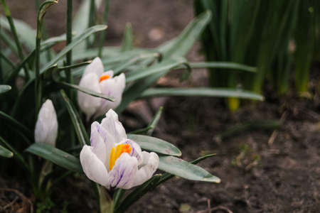 White crocuses, saffron grow in the garden in early spring in cloudy weather. Visible to the ground....