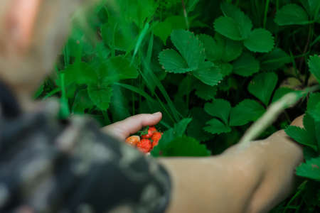 Woman picking fresh red strawberries on organic strawberry farm. Strawberries harvest. Agriculture and ecological fruit farming concept. Selective focus.の写真素材