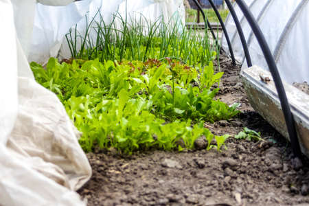 Defocus close-up two low tunnel greenhouse. Leek and onions, salad, lettuce growing. Greens in the greenhouse. Gardening and farming. Organic vegetables. Out of focus.の写真素材