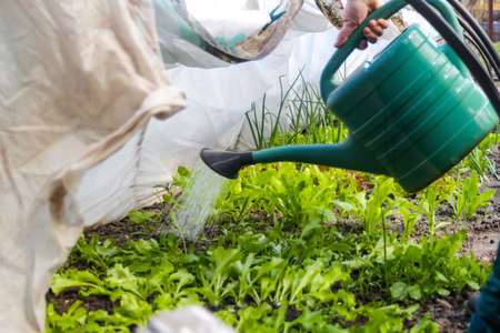 Defocus close-up gardener is standing near a low tunnel greenhouse. The farmer watering leek and onions, salad, lettuce. Greens. Gardening and farming. Organic vegetables. Out of focus.の写真素材