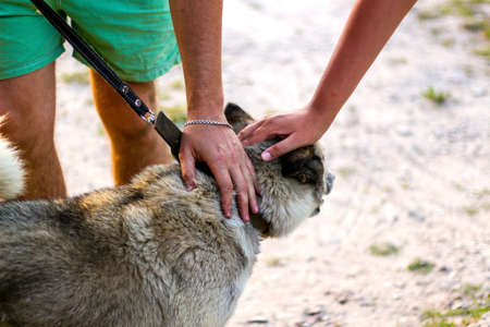 Defocus human's hands stroking dog, confidence trust concept, love between dog and human. Owner caressing gently his dog. Pet care concept. Close-up siberian laika husky on leash. Out of focus.の写真素材