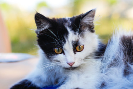 Defocus cute adorable black and white cat, kitten with beautiful difference yellow eyes. Pet love background. Fur fluffy mammal animal. Out of focus.の写真素材