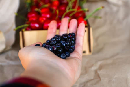 Female hand holding handful of blueberry, bilberry, showing and giving it. Blurred background with box of organic red sweet cherries. Summer fruits and berries. Harvest and crop conceptの写真素材