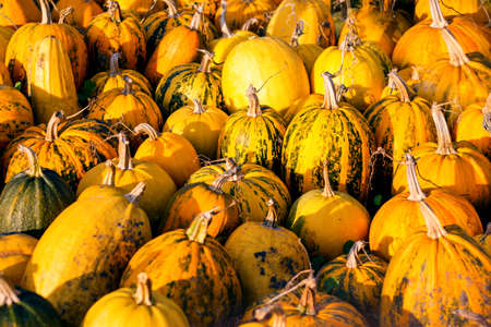 A pile of fresh pumpkins is placed on the ground. A festival concept. Pumpkins background....