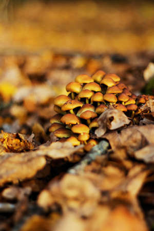 Group of wild yellow mushrooms bonnet Mycena renati growing on the tree stump..Many dangerous...