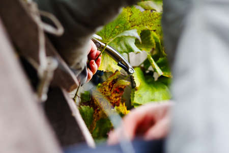 Defocus woman cutting bunch grape by scissors. Red wine grapes on vine in vineyard, close-up. Winemaker Harvesting Grapes. Female hands cutting grapes during the crop. Green leaves. Out of focus.の写真素材