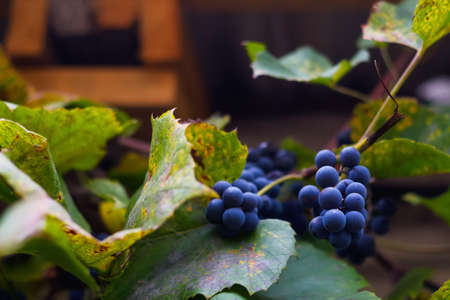 Defocus ripe grape hanging on brown roof outside. A bunch of ripe blue grapes in close-up. Dry green...