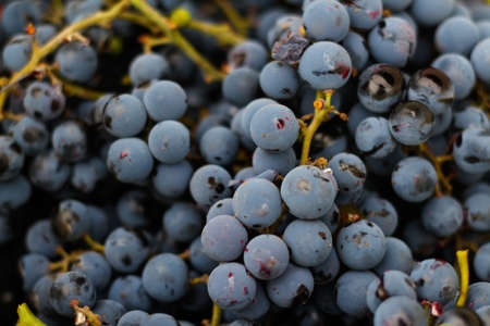 Defocus Grape background close-up, closeup. Flat lay, a lots of organic blue grapes, concept wine, crop and juice. Imperfect. Out of focus.の写真素材