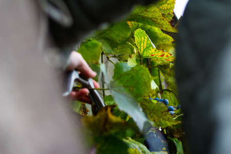 Defocus woman cutting bunch grape by scissors. Red wine grapes on vine in vineyard, close-up. Winemaker Harvesting Grapes. Female hands cutting grapes during the crop. Green dry leaves. Out of focus.の写真素材