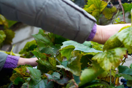 Defocus woman cutting bunch grape. Red wine grapes on vine in vineyard, close-up. Winemaker Harvesting Grapes. Female hands cutting grapes during the crop. Green dry leaves. Out of focus.の写真素材