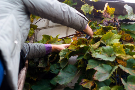 Defocus woman cutting bunch grape. Red wine grapes on vine in vineyard, close-up Winemaker Harvesting Grapes. Female hands cutting grapes during the crop. Out of focus.の写真素材