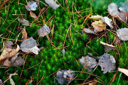 Defocus green moss among dry old leaves in the forest in the fall. Closeup of vibrant green moss...