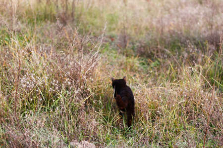 Defocus back view of black and white cat walking in autumn meadow. Cat hunting outside. Animal walking alone. Freedom concept. Beige neutral colors. Out of focus.の写真素材