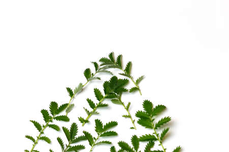 Defocus composition of different herbs Argentina anserina. Laid out in the shape of a rocket and a Christmas tree. Planet earth conservation concept. Organic and natural. Medicine. Out of focus.の写真素材