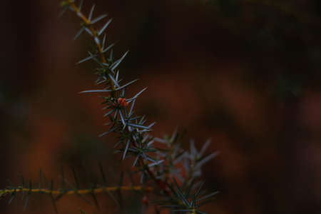 Defocus sprout of asparagus plant, Asparagus acutifolius, or juniper on a blurred brown background on autumn forest. Green textured close-up. Herbal natural fall background. Wild plants. Out of focus.の写真素材