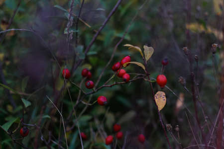 Defocus red ripe berries on thin bush branches in park or forest. Holly plant, ilex verticillata, on autumn forest. Green textured close-up. Herbal natural fall dark background. Out of focus.の写真素材