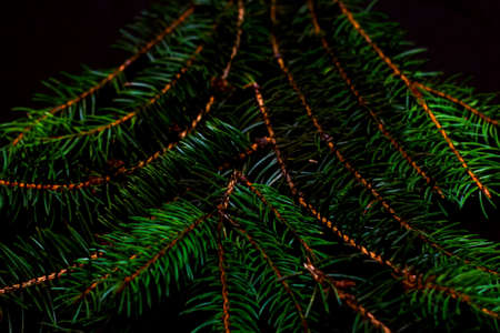 Close-up Xmas tree shape made of snowy fir branch. Texture spruce branches. Square composition, flat lay, view from above. Winter spruce concept. Vertical, black background. Selective focus.の写真素材