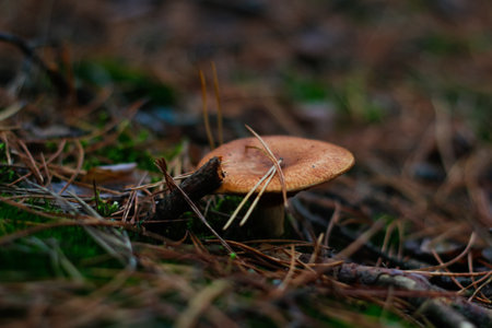 Defocus close-up poisonous mushroom, milkcap, among dry grass, leaves and needles. Fungus mushroom growing in the green forest on moss. Boletus hiding in ground. Side view. Out of focus.の写真素材