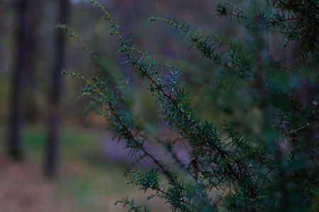 Defocus sprout of asparagus plant, Asparagus acutifolius, or juniper on a blurred background on...