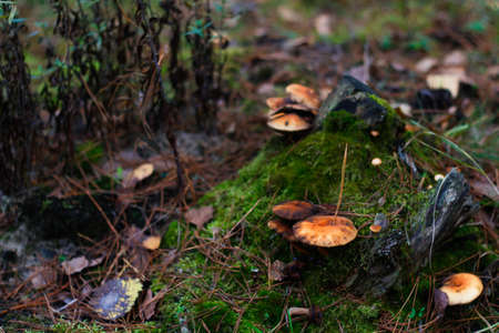 Defocus group of milcap mushrooms, Suillus luteus, among dry grass and leaves. Suillus luteos mushroom growing in the green forest on mossed stump. Boletus hiding in ground. Top view. Out of focus.の写真素材