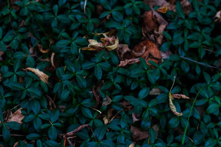 Defocus periwinkle plant, vinca minor, on autumn forest. Green textured close-up. Herbal natural fall dark background. Dry leaves on meadow. Wild plants. Out of focus.の写真素材
