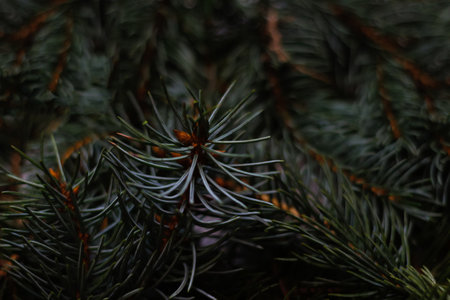 Blue pine tree branches. Christmas tree background. Blue spruce branches on a dark background. New...
