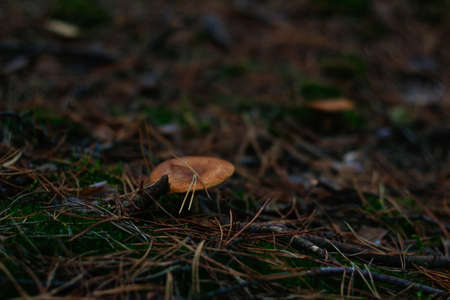Defocus russula poisonous mushroom, milkcap, among dry grass, leaves and needles. Fungus mushroom growing in the green forest on moss. Boletus hiding in ground. Side view. Out of focusの写真素材