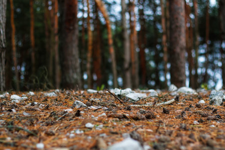 Defocus many fur and pine tree trunk growing on forest floor of crushed stones in mound or memorial. White rock, minerals, archeology, excavations. Closeup. Outdoor, outside. Out of focusの写真素材