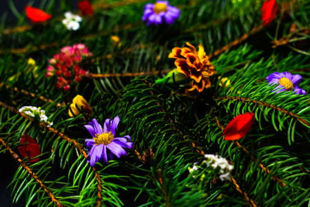 Defocus close-up marigold flower on fir or spruce tree branches natural background. Decorative Christmas tree. Abstract colorful background. Out of focus.の写真素材
