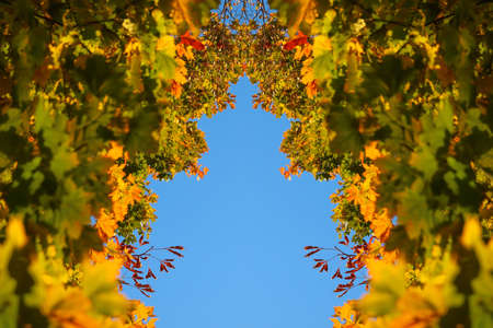 Portrait of pretty Caucasian blonde woman in colorful orange autumn park. Bright stylish woman in hat and coat near tree trunk. Hello fall concept. Blurred yellow maple leaf. Love nature.の写真素材