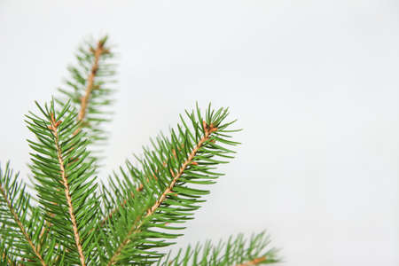 Fir branch or spruce branch with needles isolated on white background. Green natural fir tree...