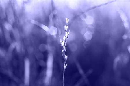 Yellow dry tiny spike golden field with bokeh and backlit on background. Color of the year 2022....