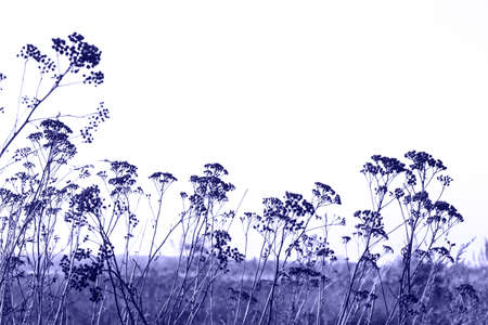 Tall dry weeds. Macro shoot of dry plants inside the forest. dried wild carrot flowers, Daucus carota, together with dried grass and spikelets beige. Color of the year 2022. Very peri tint.の写真素材