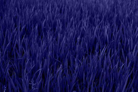 Wild grass with spikelets smoothly swinging in wind. Wild wheat spikelets in field. Beautiful dark green grass, wonderful background. Texture grass. Color of the year 2022. Very peri tint.の写真素材
