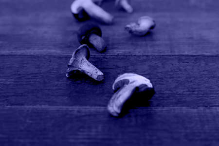 Autumn frame Composition and layout of dry mushrooms Aged old antique black and white background Top view, flat lay and copy space Color of the year 2022. Very peri tint. Selective focus.の写真素材