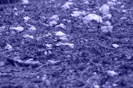 Defocus fur and pine forest floor of crushed stones in mound or memorial. White rock, minerals, archeology, excavations. Outdoor, outside. Color of the year 2022. Very peri tint. Out of focus.の写真素材