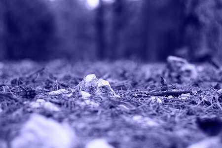 Defocus close-up fur and pine forest floor of crushed stones in mound or memorial. White rock,...