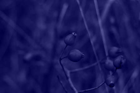 Defocus close-up red ripe berries on thin bush branches in park or forest. Holly plant, ilex...