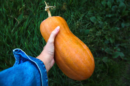 hand holding pumpkin. Ripe orange long farmer eco-friendly pumpkins in the hand of a farmer on deep green natural background. fall autumn season conceptの写真素材