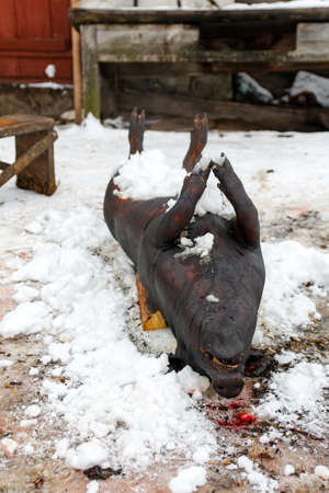 Dead pig on board outdoor prepare cook. Street lighting, carcass pig, slaughter has been carried out, the skin of the animal is offended by the fire to black. Winter, countryside. Vertical closeupの写真素材