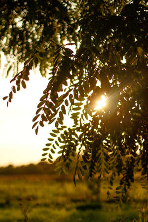 Sun on leaves tree. The sun shining through a majestic green tamarind tree on a meadow, with clear sky in the background. Bright spring natural background. Sunset.の写真素材