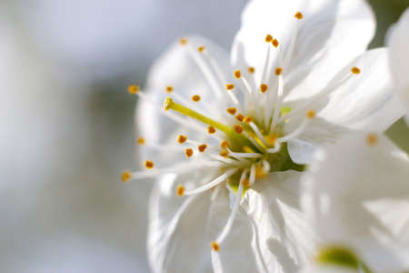 Defocus spring flower. Beautiful macro of white cherry bud blossoms on the tree on nature...