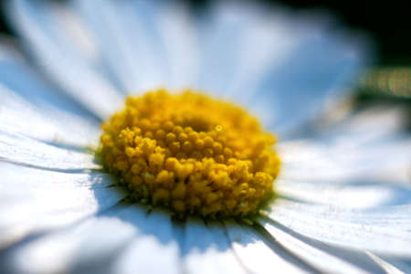 Defocus white daisy chamomile flower macro closeup. Close-up of fresh flowers white daisy. macro. Shallow depth of field. yellow bloom head. out of focus.の写真素材