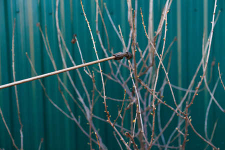 Fumigating pests, pest control. Defocus spraying currant bush with manual pesticide sprayer against...