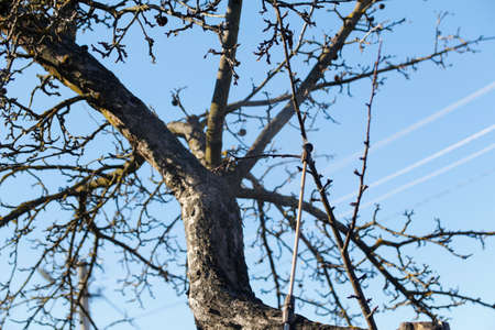 spring gardening. Defocus farmer man spraying tree with manual pesticide sprayer against insects in...