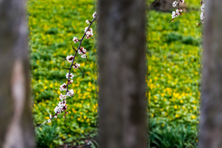 spring branch. Beautiful branches of white Cherry blossoms on the tree on green grass and wooden...