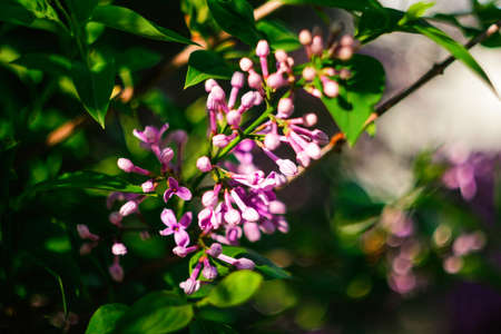 Defocus beautiful lilac flowers branch on a green background, natural spring background. Nature...