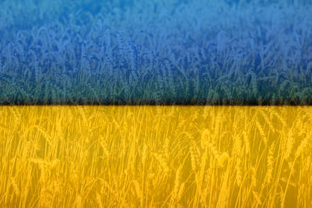 Ukraine war. Close-up of wheat in field. backdrop of ripening ears of yellow wheat field on the sunset background. Copy space on horizon in rural nature photo Idea of a rich harvest. Ukraine flag.の写真素材